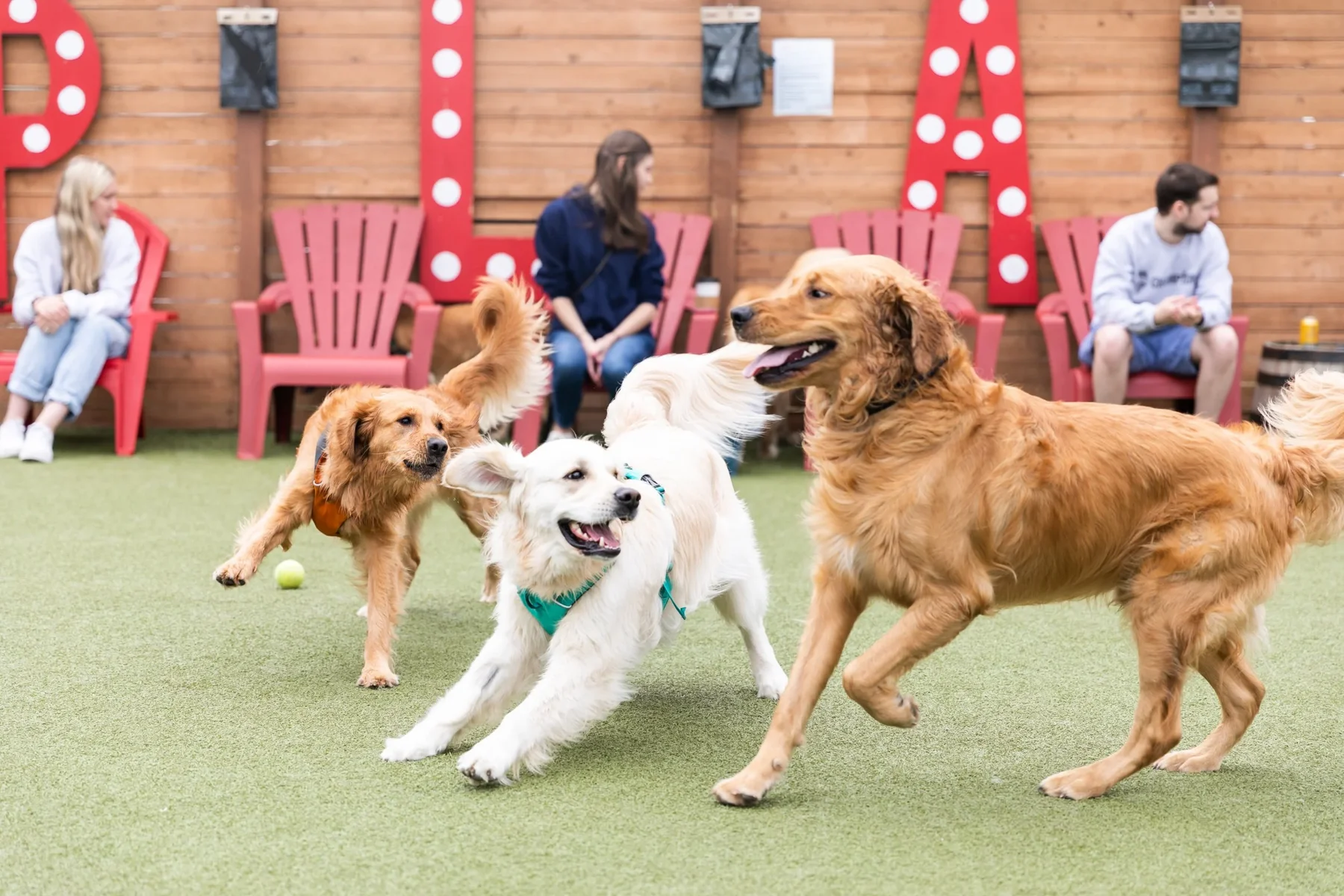 Dogs playing on the turf in the Boneyard