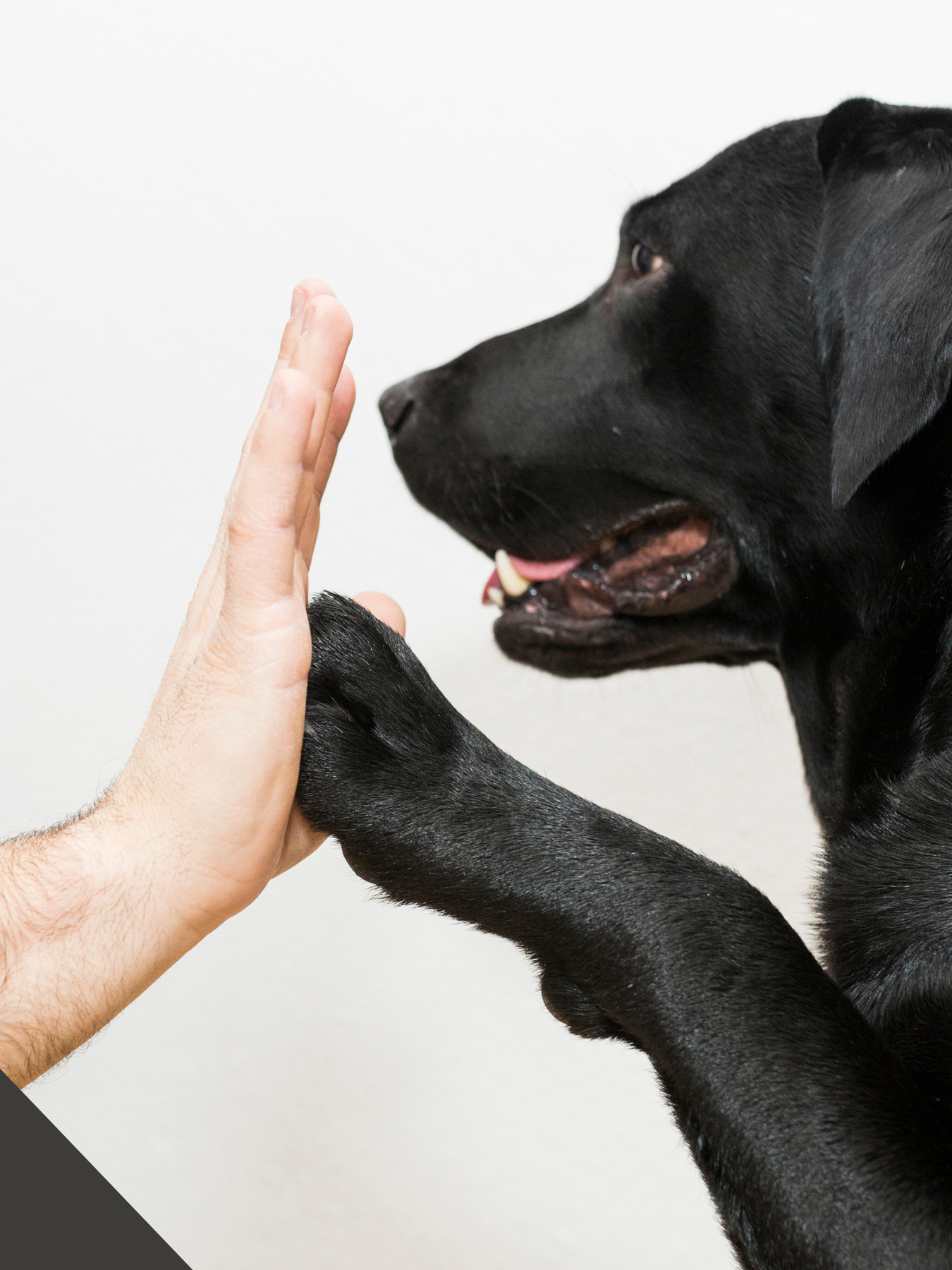 A dog giving a person a high five